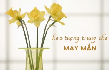 hoa tượng trưng cho may mắn